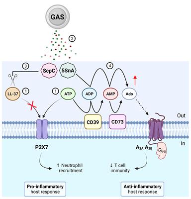 Purinergic Signalling in Group A Streptococcus Pathogenesis